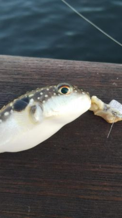 ガシラ20  フグ1