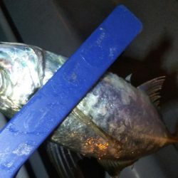 ガシラ12 アジ1 サバ1