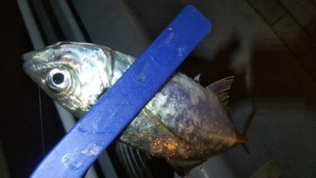 ガシラ12 アジ1 サバ1