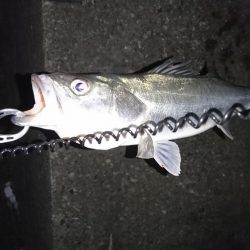 お試しのつもりが