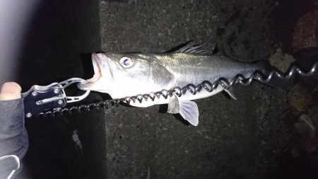 お試しのつもりが