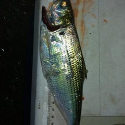 アジング&エギング