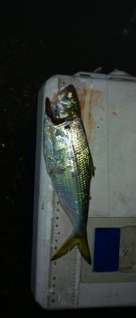 アジング&エギング