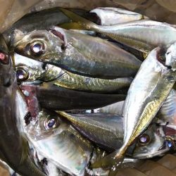 澄み潮を避けて