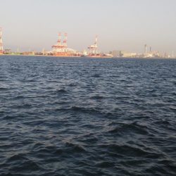 ぶらサゴシ！！