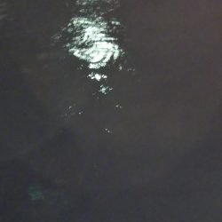 ぶらシーバス！！