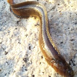 ライトロックで行こう