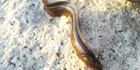 ライトロックで行こう