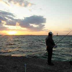 播磨新島のキスが久々に爆釣しました