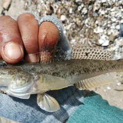 江井島のキス調査