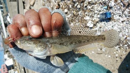 江井島のキス調査