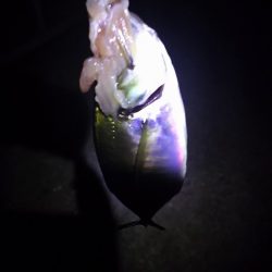 久しぶりのタチウオは厳しかった。