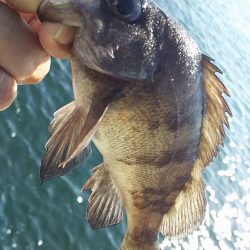 チヌ釣りに行ったんですが。