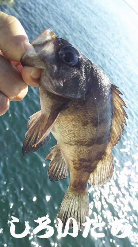 チヌ釣りに行ったんですが。