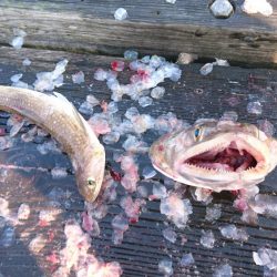 サゴシとエソ。筏でショアジギテンヤウキサビキ何でも