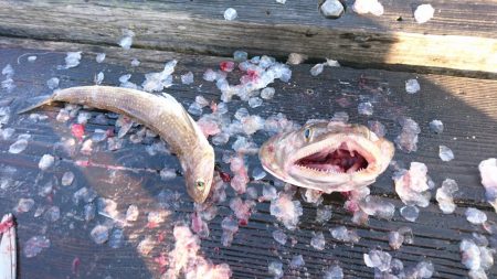 サゴシとエソ。筏でショアジギテンヤウキサビキ何でも