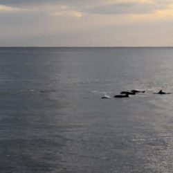 2020佐渡ヶ島エギング 42回目