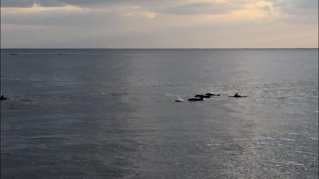 2020佐渡ヶ島エギング 42回目