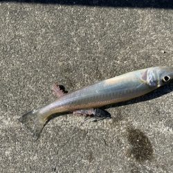 マイクロテンヤ