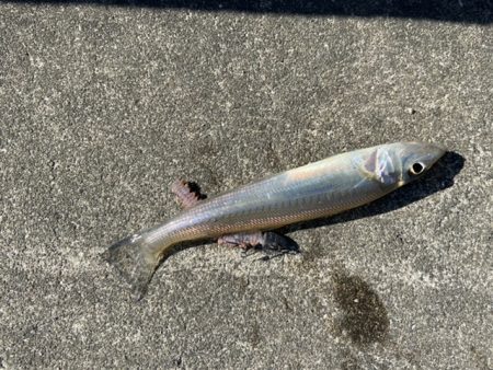 マイクロテンヤ