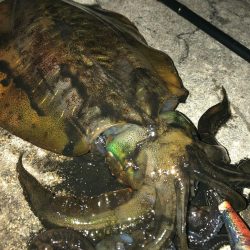 2020佐渡ヶ島エギング 45回目