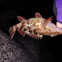 アジング自己最多!