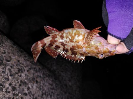 アジング自己最多!