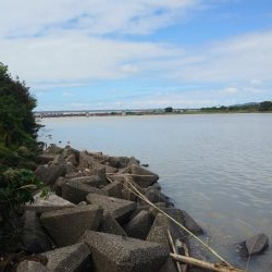 フラットフィッシュゲーム