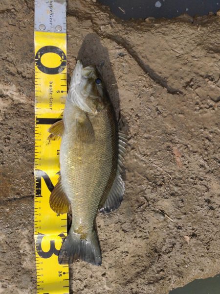 晩秋川バス釣行