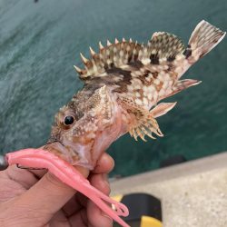 デイでアジと根魚がRIDEON!