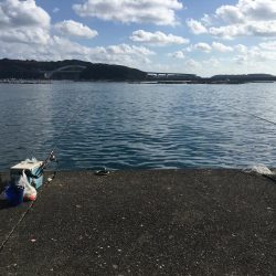 シマアジ2匹ほか