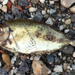 イサキ、タイ、アイゴ