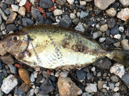 イサキ、タイ、アイゴ