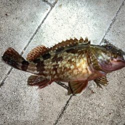 ブリ86㎝　他7目