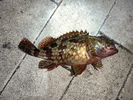 ブリ86㎝　他7目