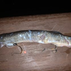 128㎝　正真正銘ドラゴン