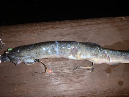 128㎝　正真正銘ドラゴン