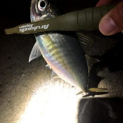 早朝アジングin大阪南港(20201116)