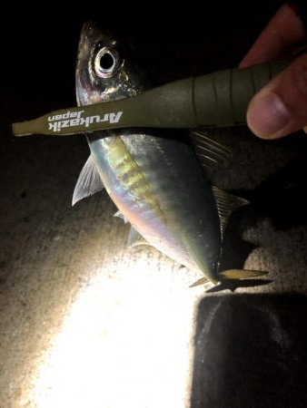 早朝アジングin大阪南港(20201116)