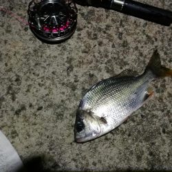 (2020/10/31 南港ヘチ釣り 真チヌ キビレチヌ ガシラ 釣果有り)