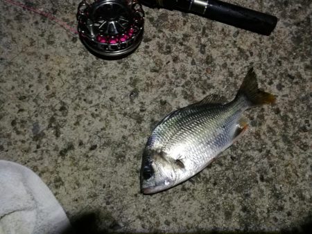 (2020/10/31 南港ヘチ釣り 真チヌ キビレチヌ ガシラ 釣果有り)