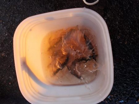 マイワシが釣れていた