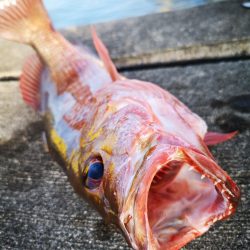 段々とサイズアップ