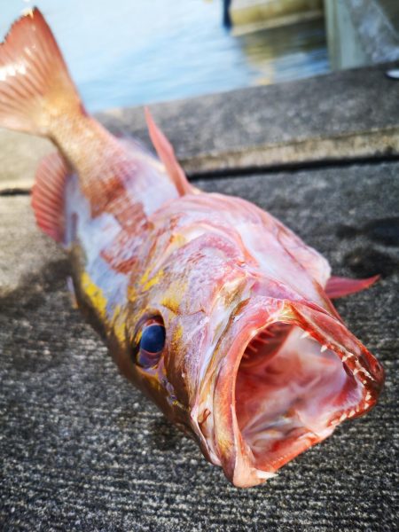 段々とサイズアップ