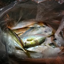 (2020/11/02 南港アジング 好釣果!中アジ(25㎝~) 釣果有り)