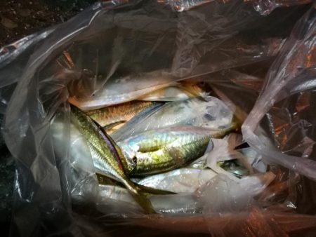(2020/11/02 南港アジング 好釣果!中アジ(25㎝~) 釣果有り)