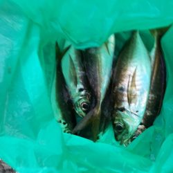 (2020/11/04 南港アジング 良アジ釣果 アジ(23㎝~)ガシラ 釣果有り)