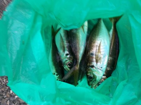 (2020/11/04 南港アジング 良アジ釣果 アジ(23㎝~)ガシラ 釣果有り)