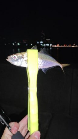 久々のアジング調査