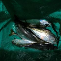 (2020/11/06 南港アジング 好釣果!中アジ(24㎝~ )サバ 釣果有り)